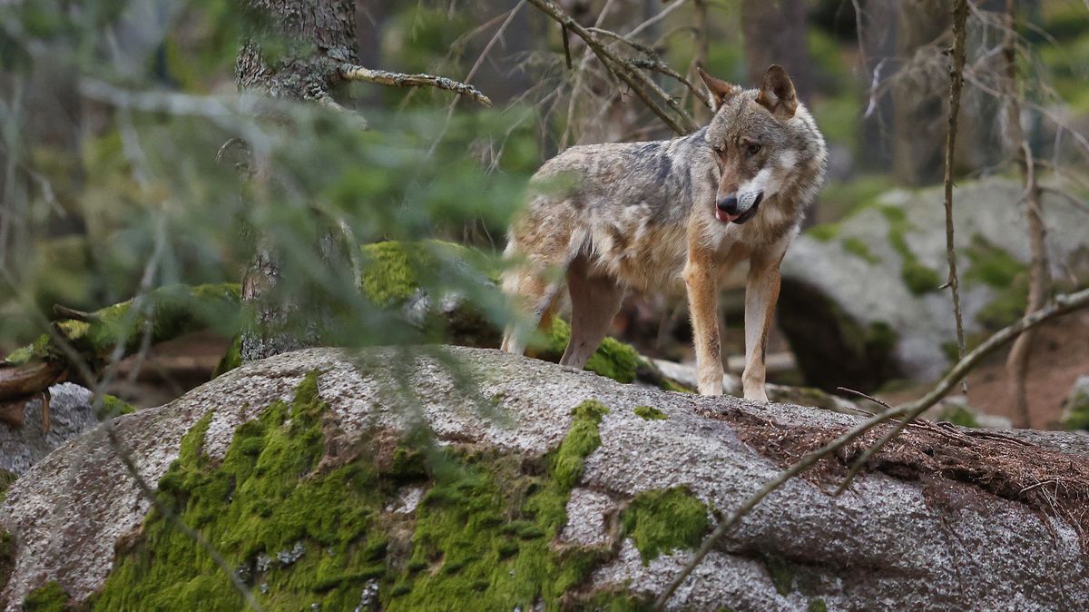 Zaútočil vlk na člověka? Incident z Krušných hor prověří i policie